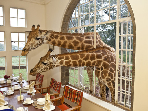 giraffes.jpg