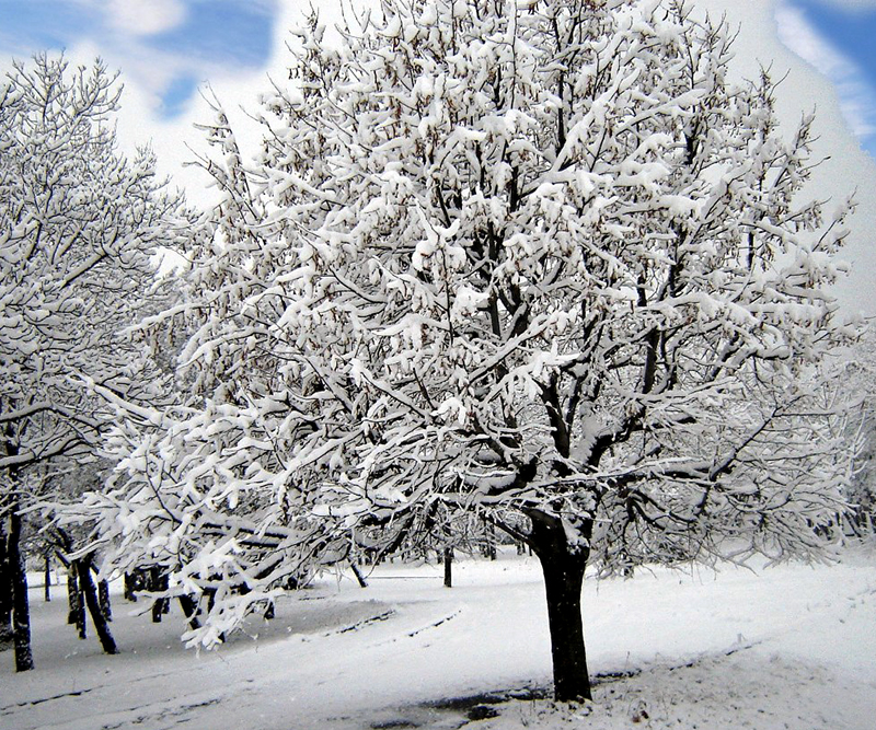 snowy-trees-winter-ice.jpg