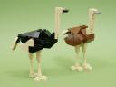 Animal01b-Ostrich