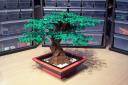 Bonsai-Tree