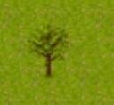 birch_tree_2d.jpg_thumb.jpg