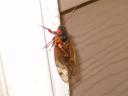 cicadareal.jpg