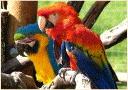 73-Parrots